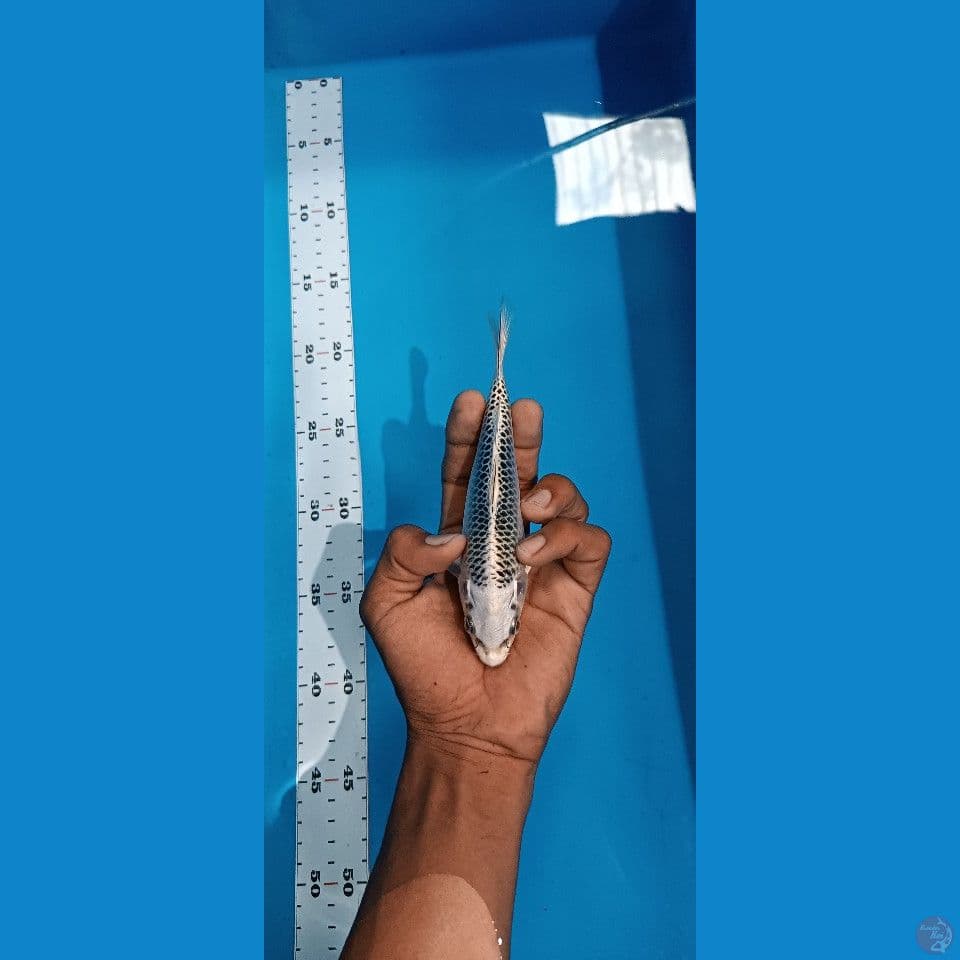 Gin Matsuba Serti Juara 3 Magetan- 20 cm