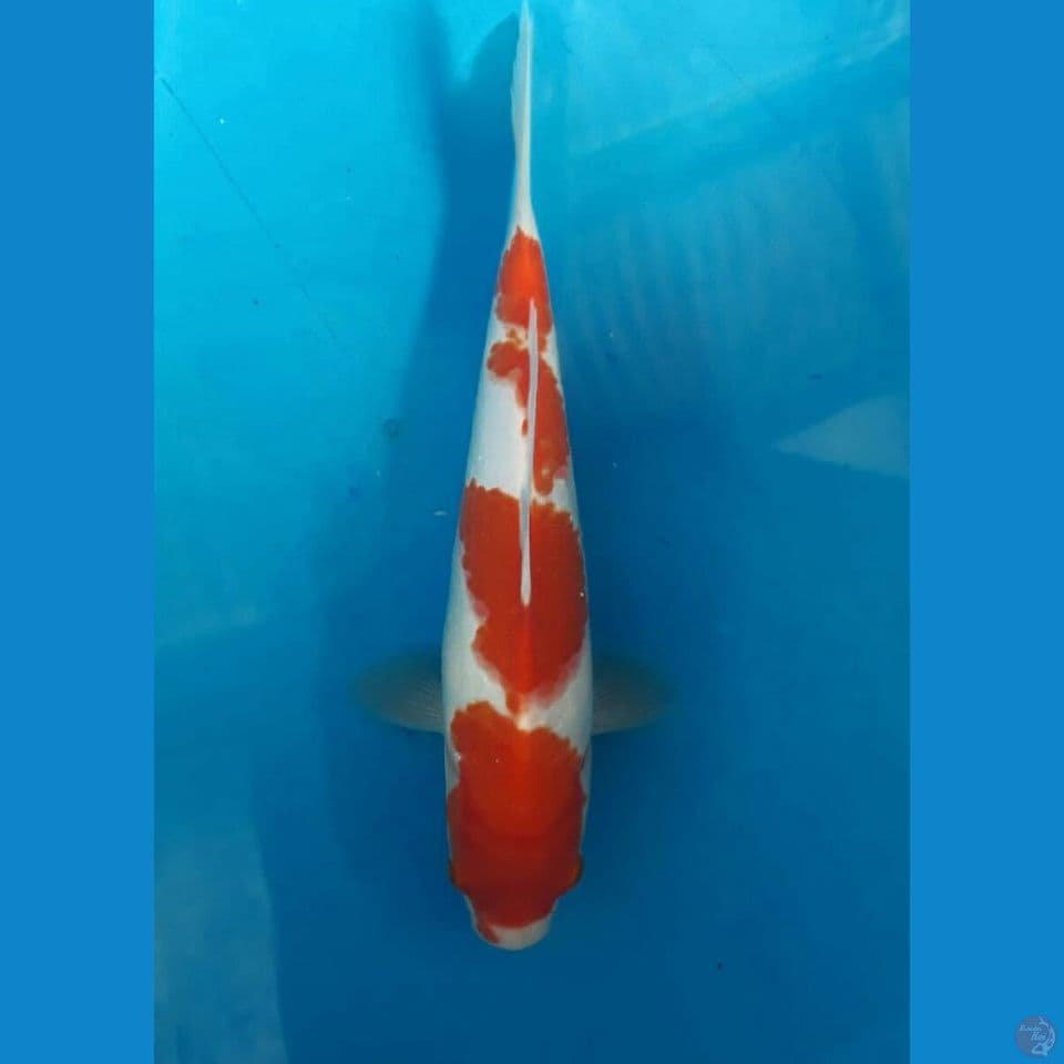 Kohaku 24cm