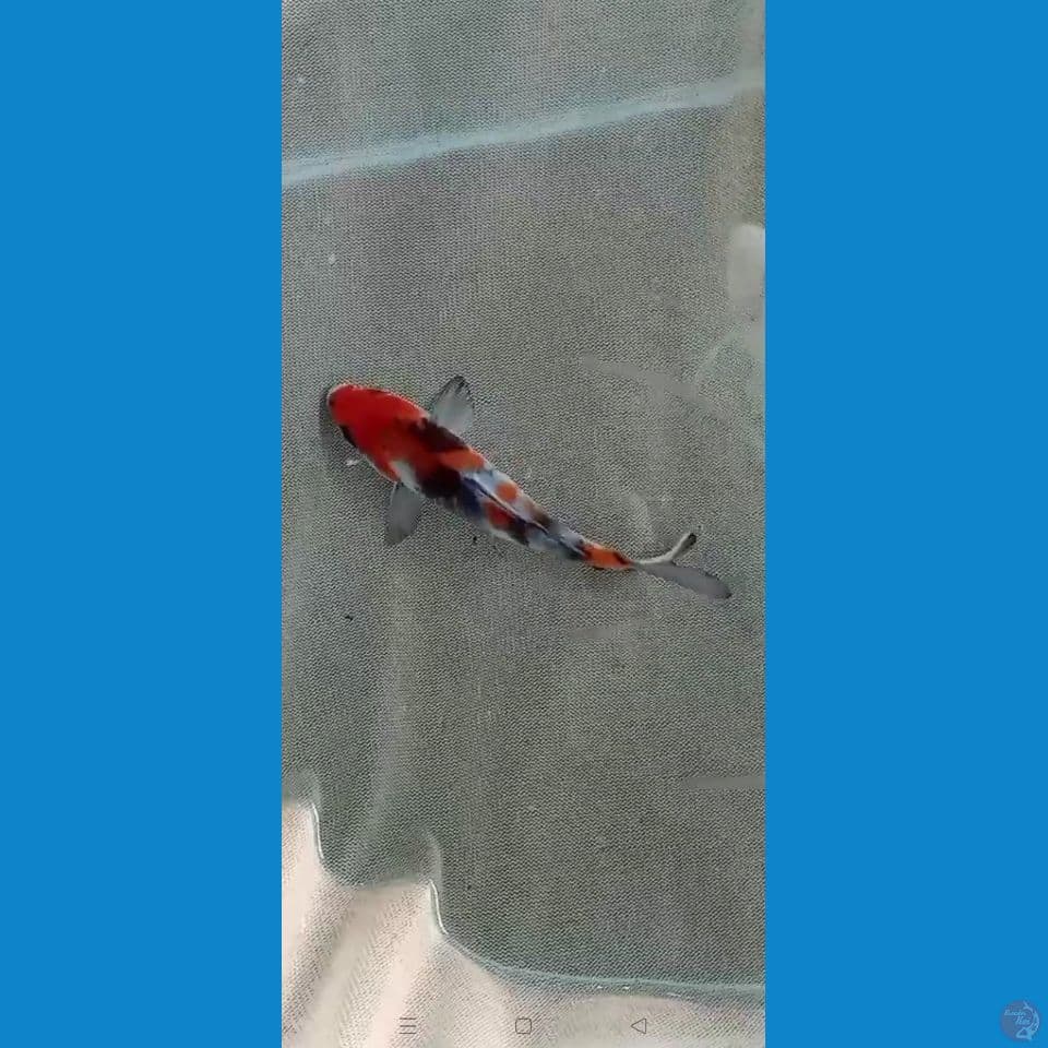showa 13cm