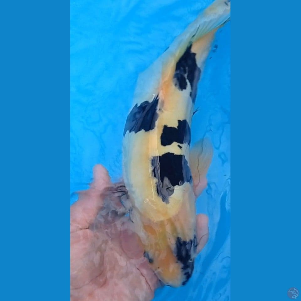 Doitsu Shiro male 35 cm