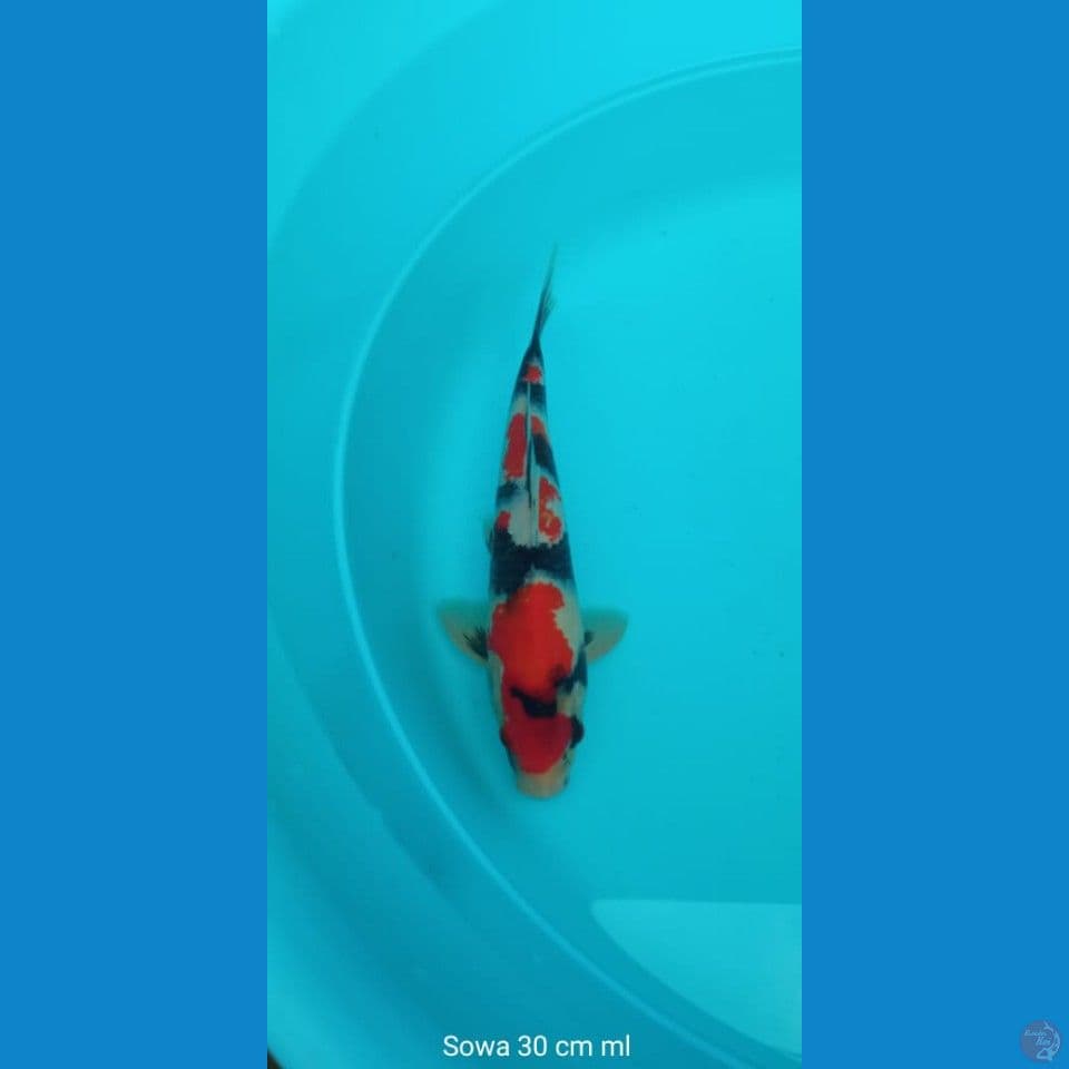 Koi Sowa