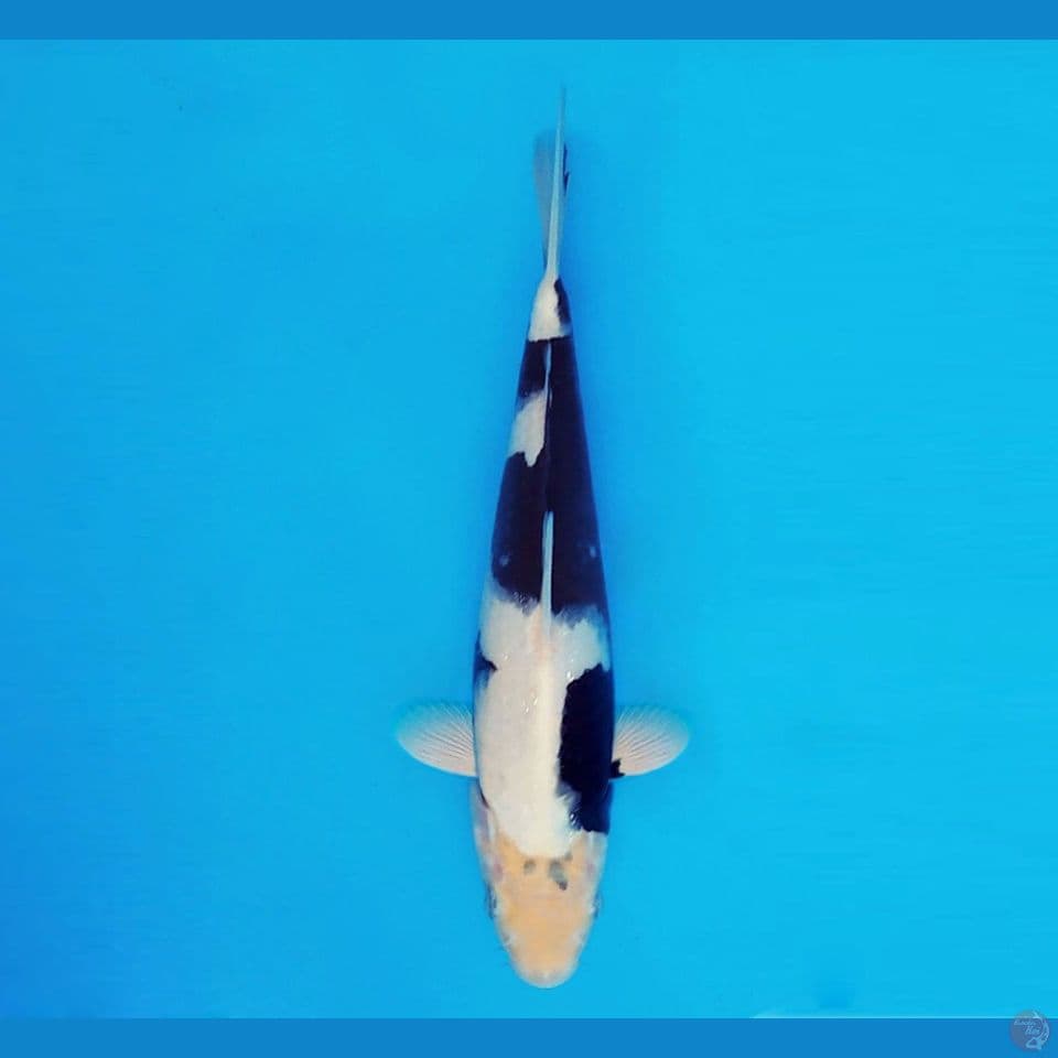 BANZAI 2 ~ Shiro Evolution 25 cm/male ™