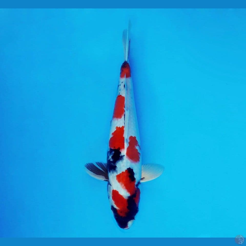BANZAI 3 ~ Showa Evolution 30 cm/male ™