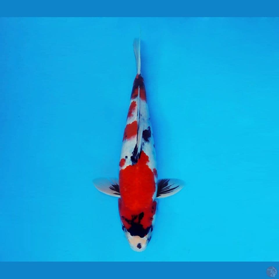 BANZAI 10 ~ Showa Evolution 30 cm/male ™