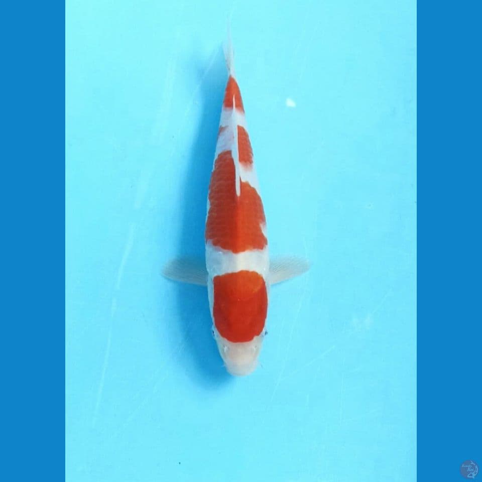 Kohaku Hq 23cm