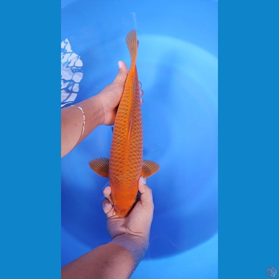 CARAMELO NGENAT NGENAT 40 CM JANTAN