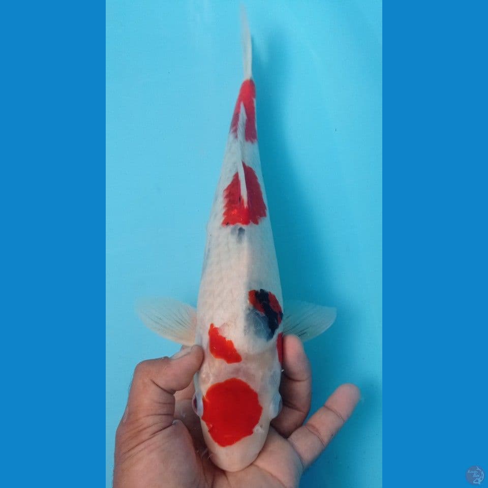 SHOWA 40CM