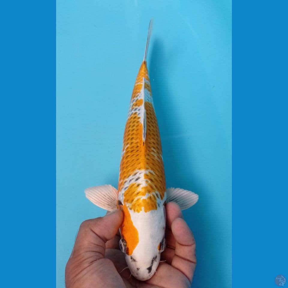 KIRIN 33CM