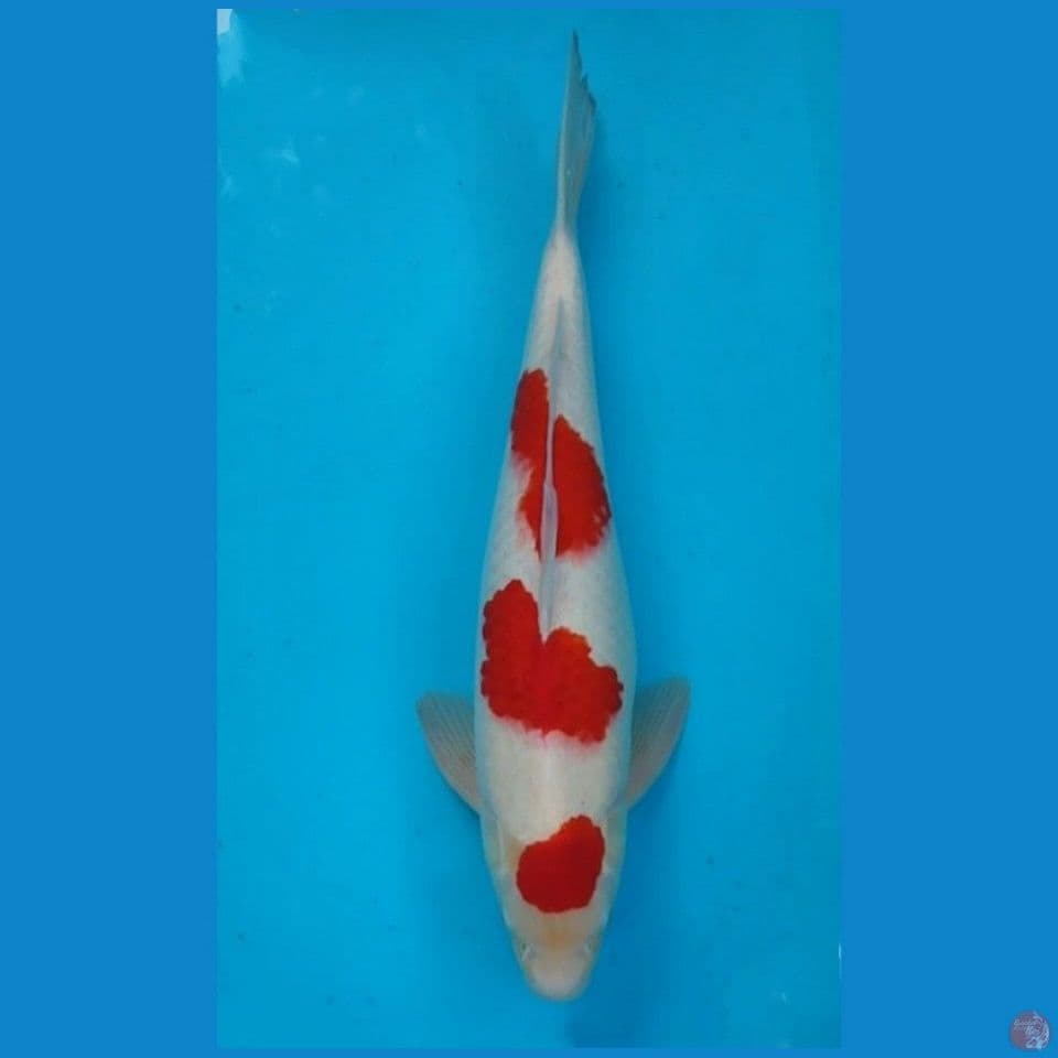 KOHAKU 50CM