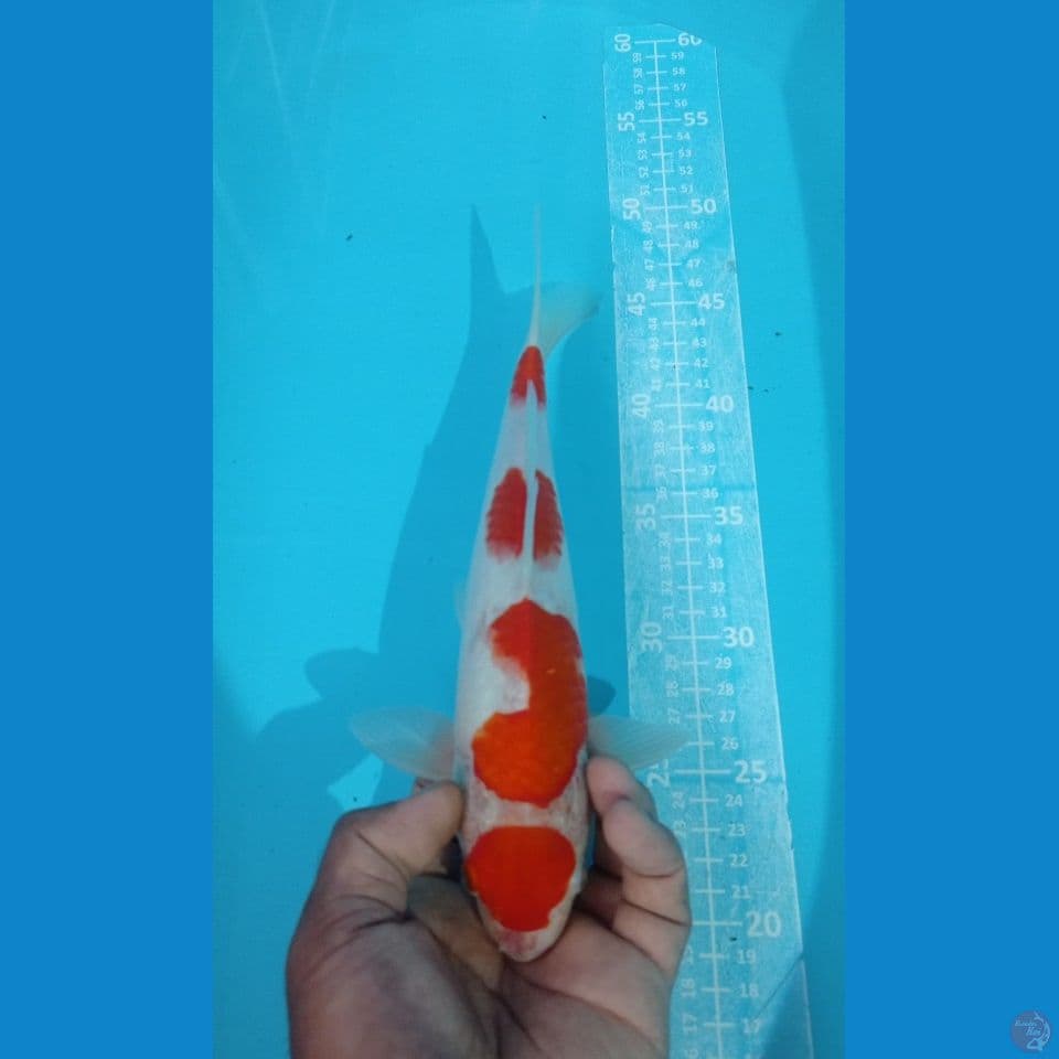 MARUTEN KOHAKU 30CM