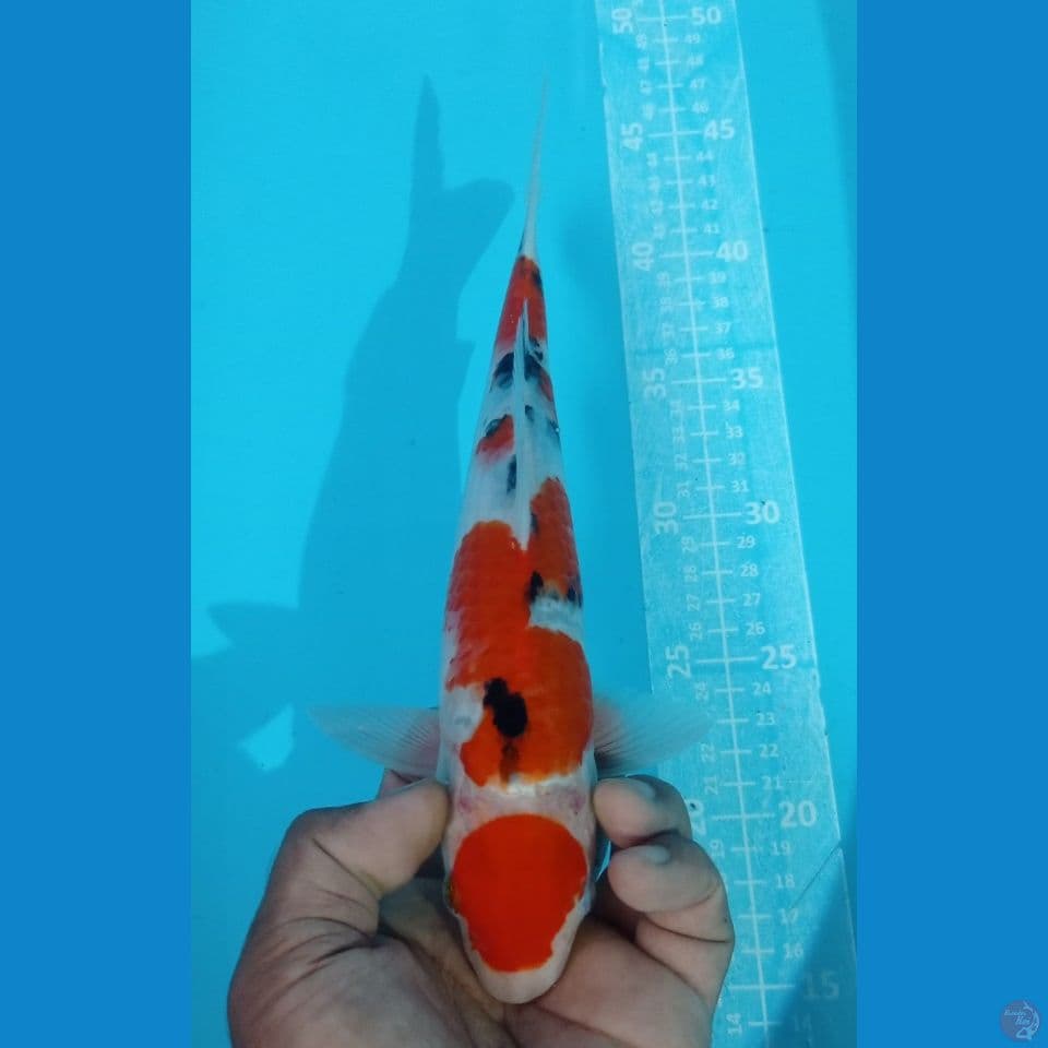 MARUTEN SANKE 30CM