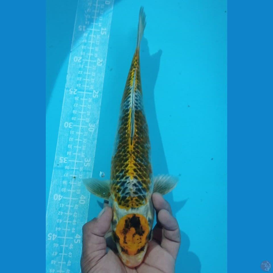 GINGA IJO 35CM