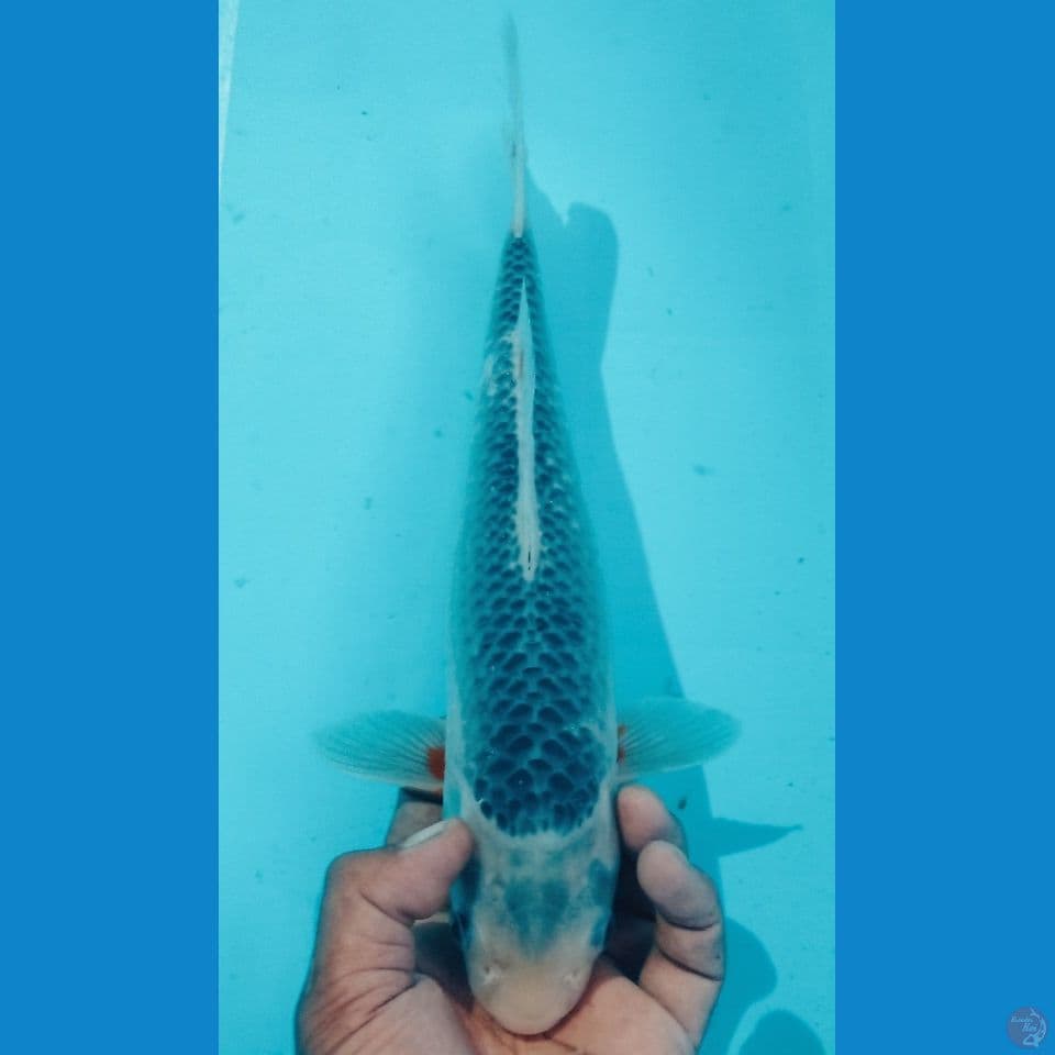 ASAGI 32CM