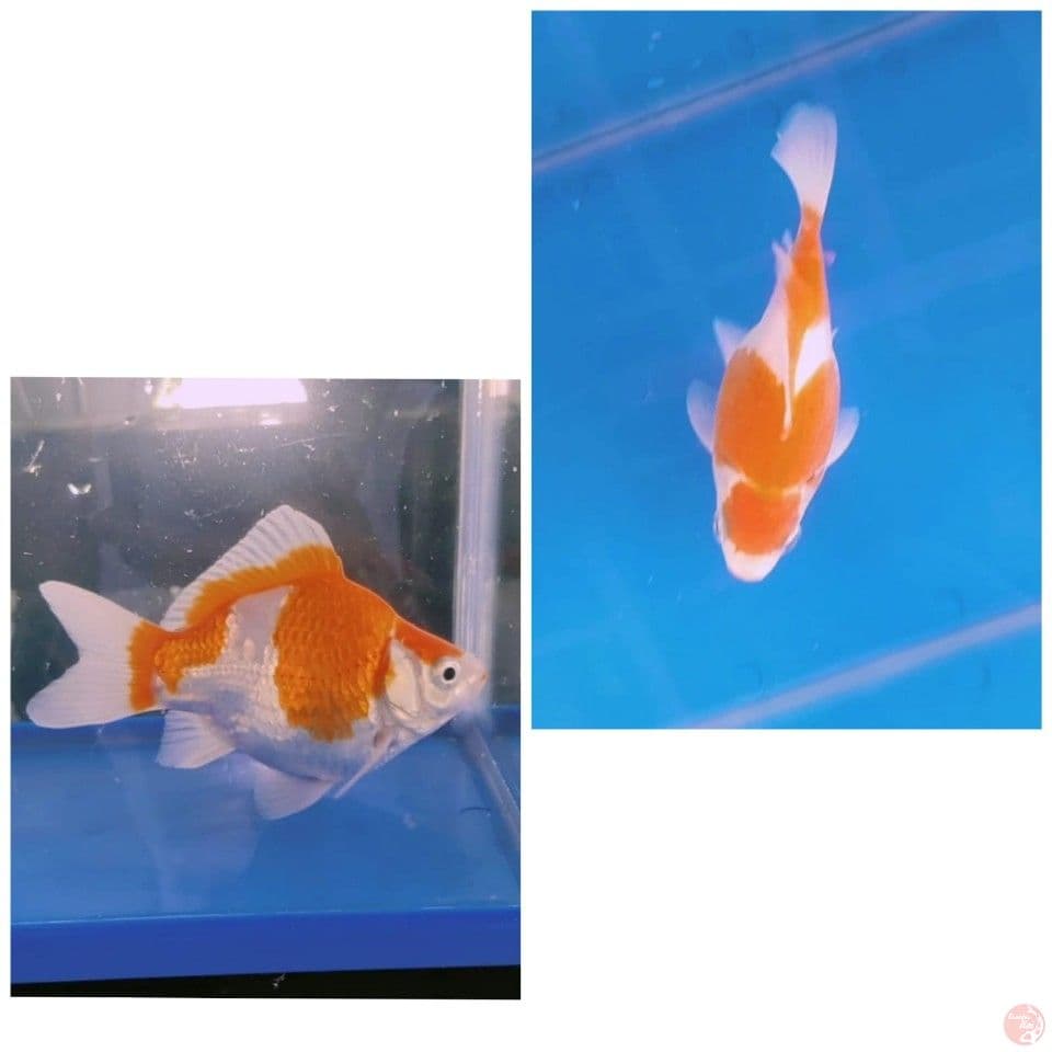 tamasaba 13cm