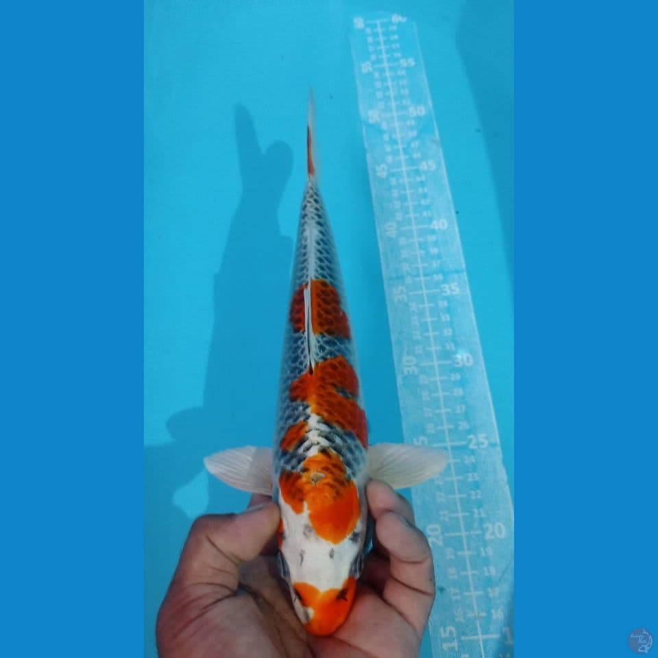 KUJAKU 30CM