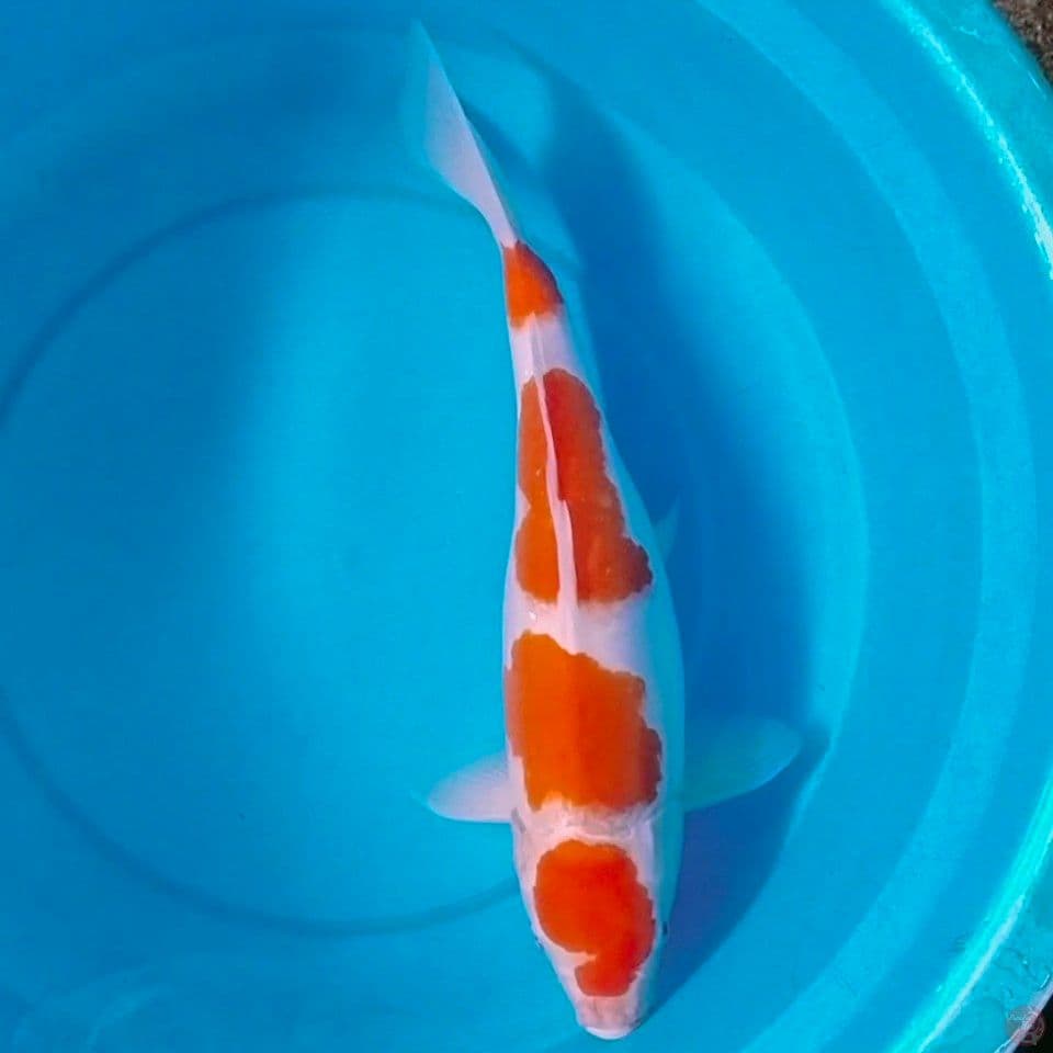 kohaku 39cm