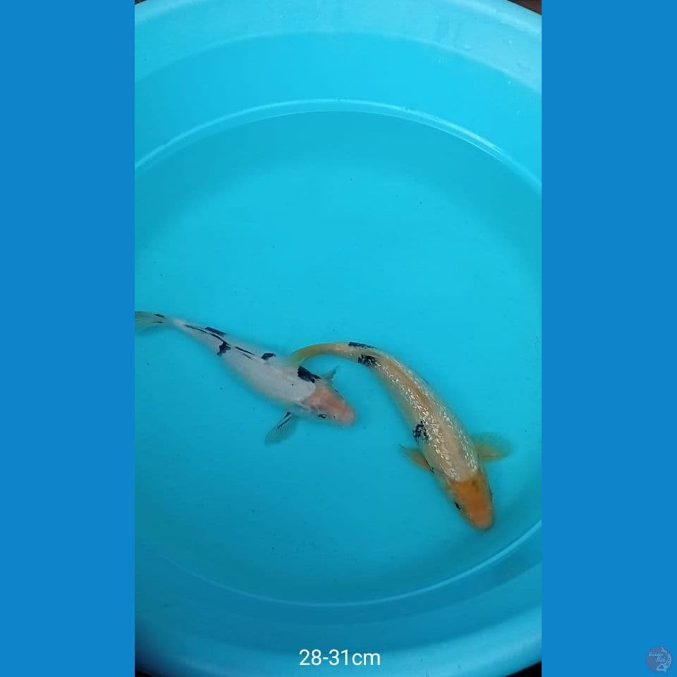 Koi Siro
