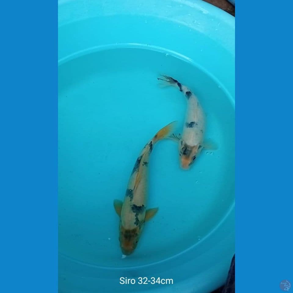 Koi Siro
