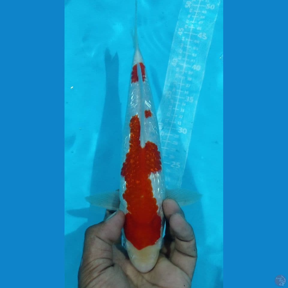 KOHAKU GINRIN 32CM