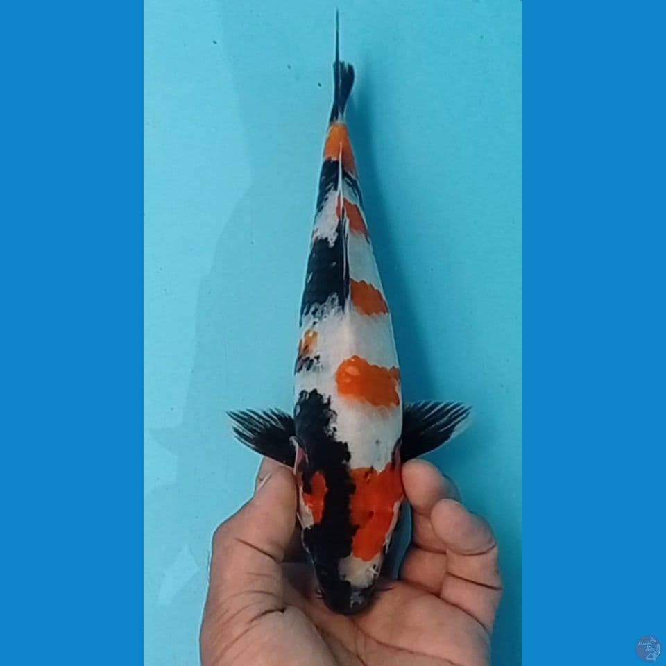SHOWA 28CM