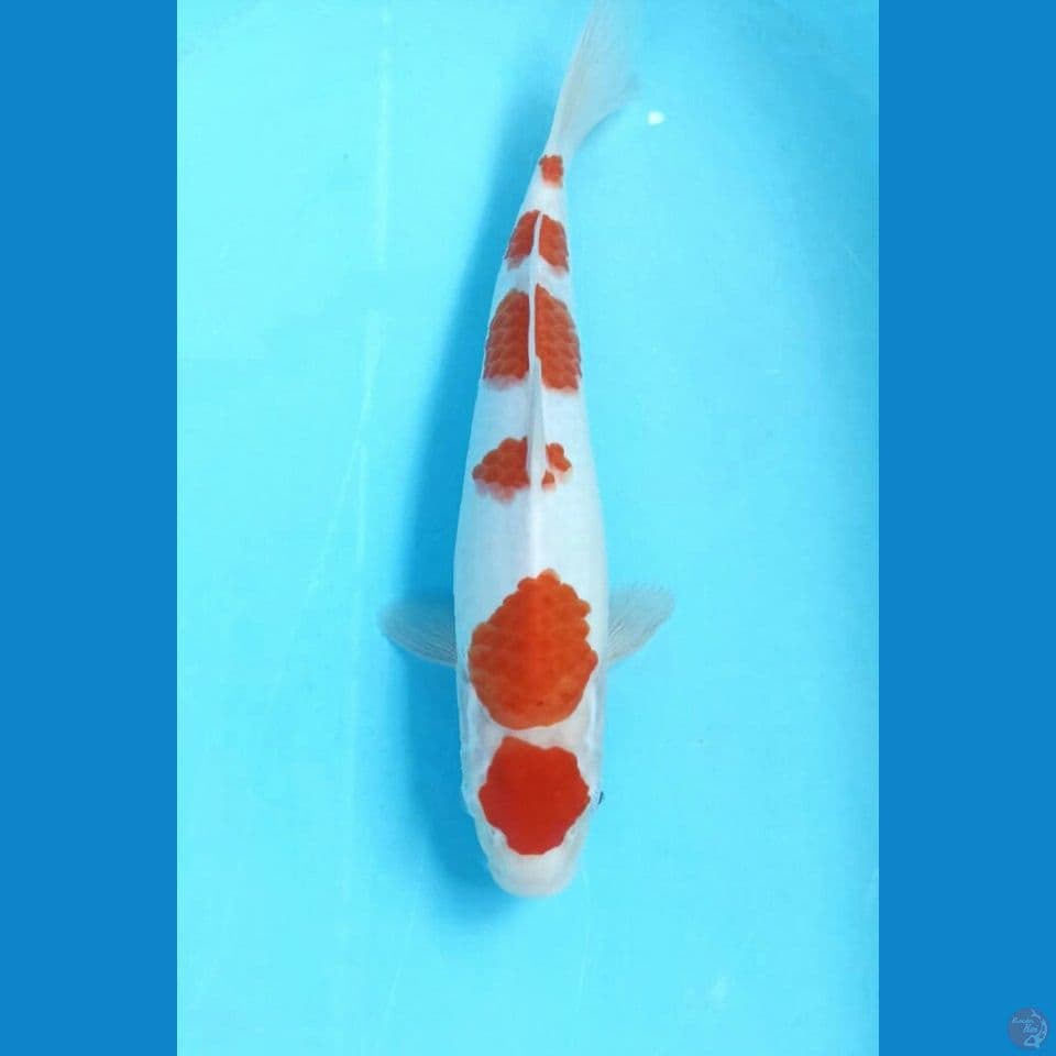 Kohaku 29cm