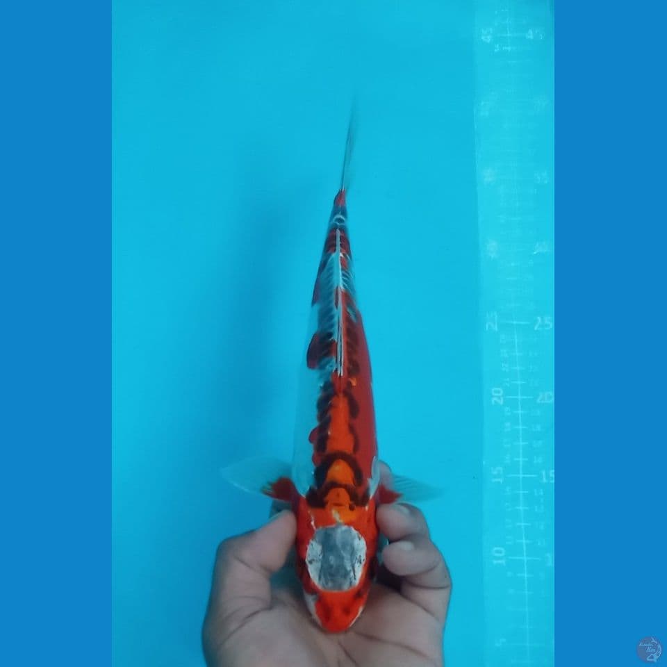 KUJAKU DOITSU 30CM