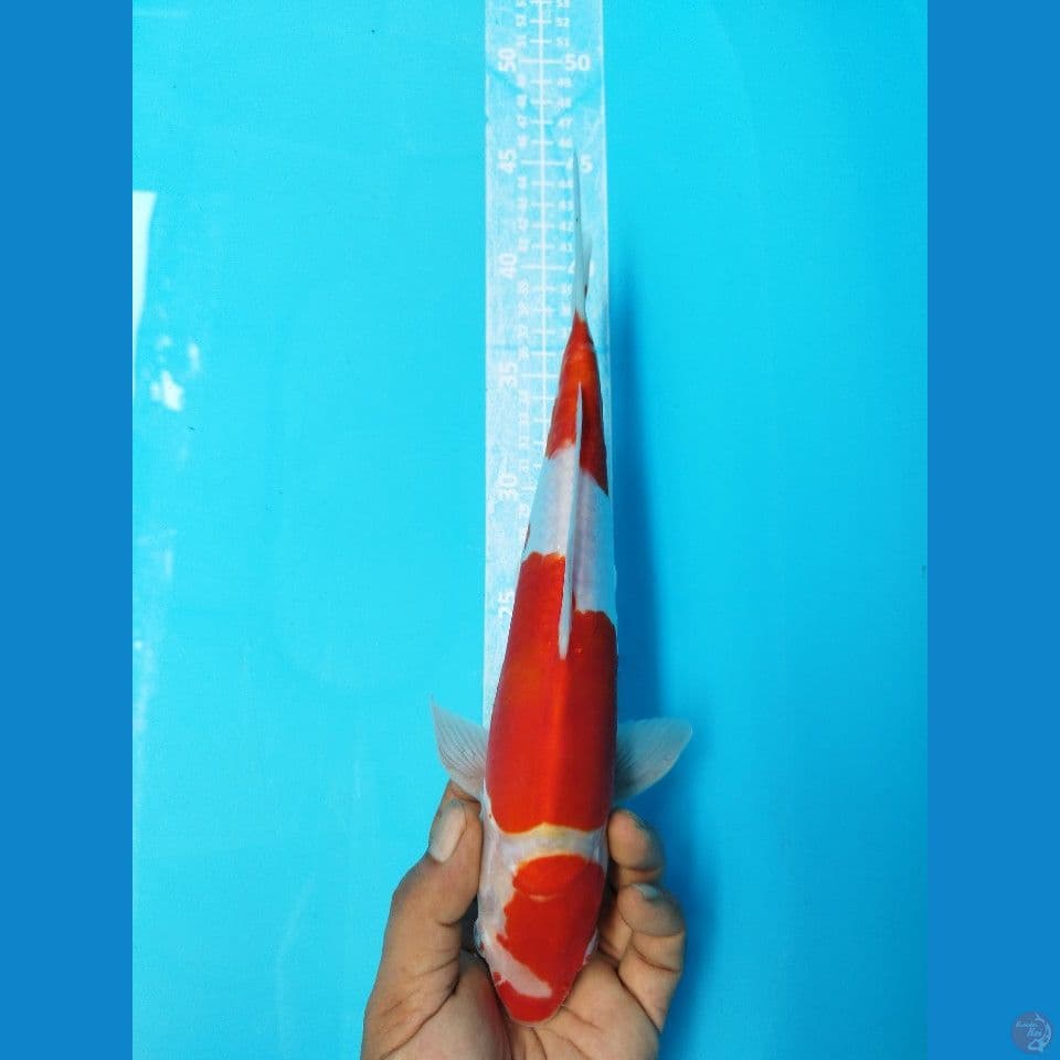 KOHAKU DOITSU M30CM