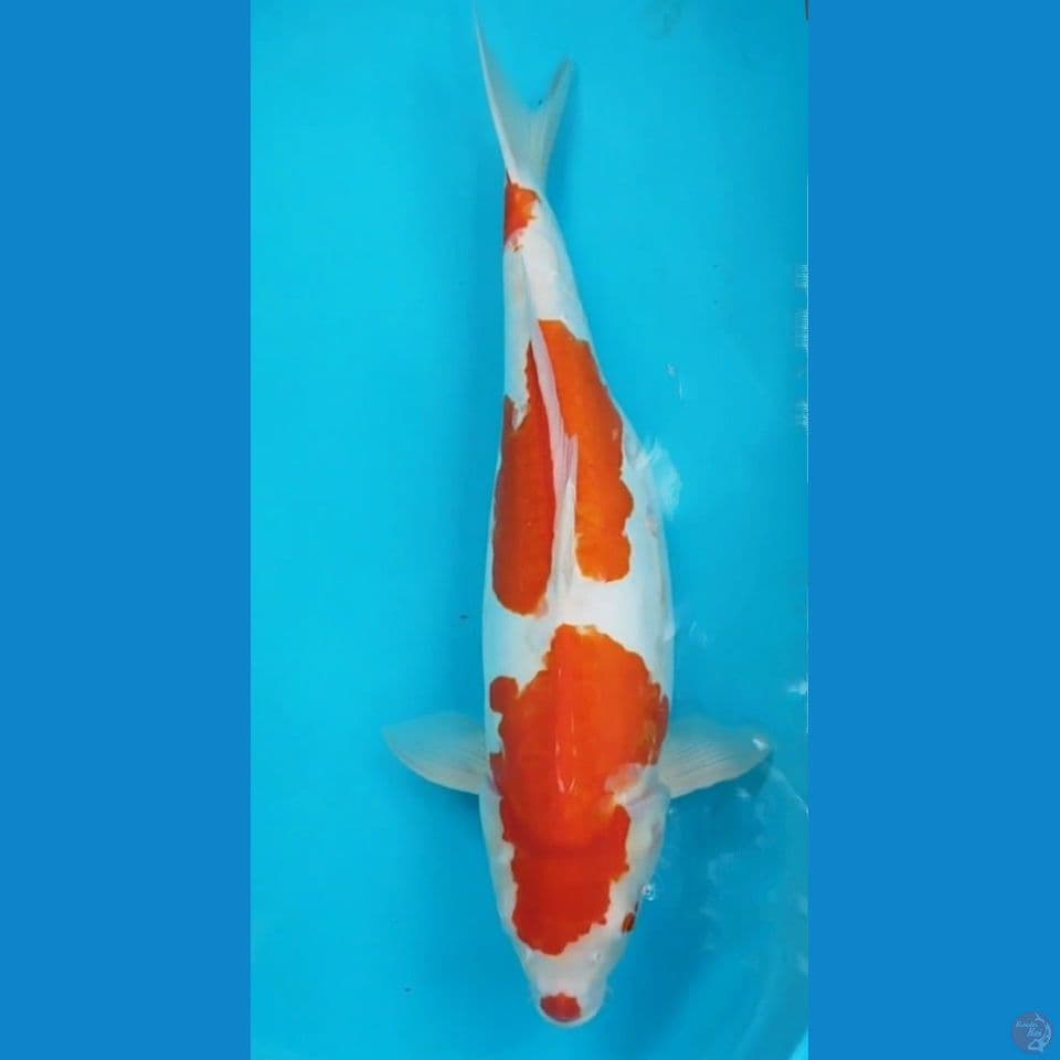 BABON DOIT 58CM