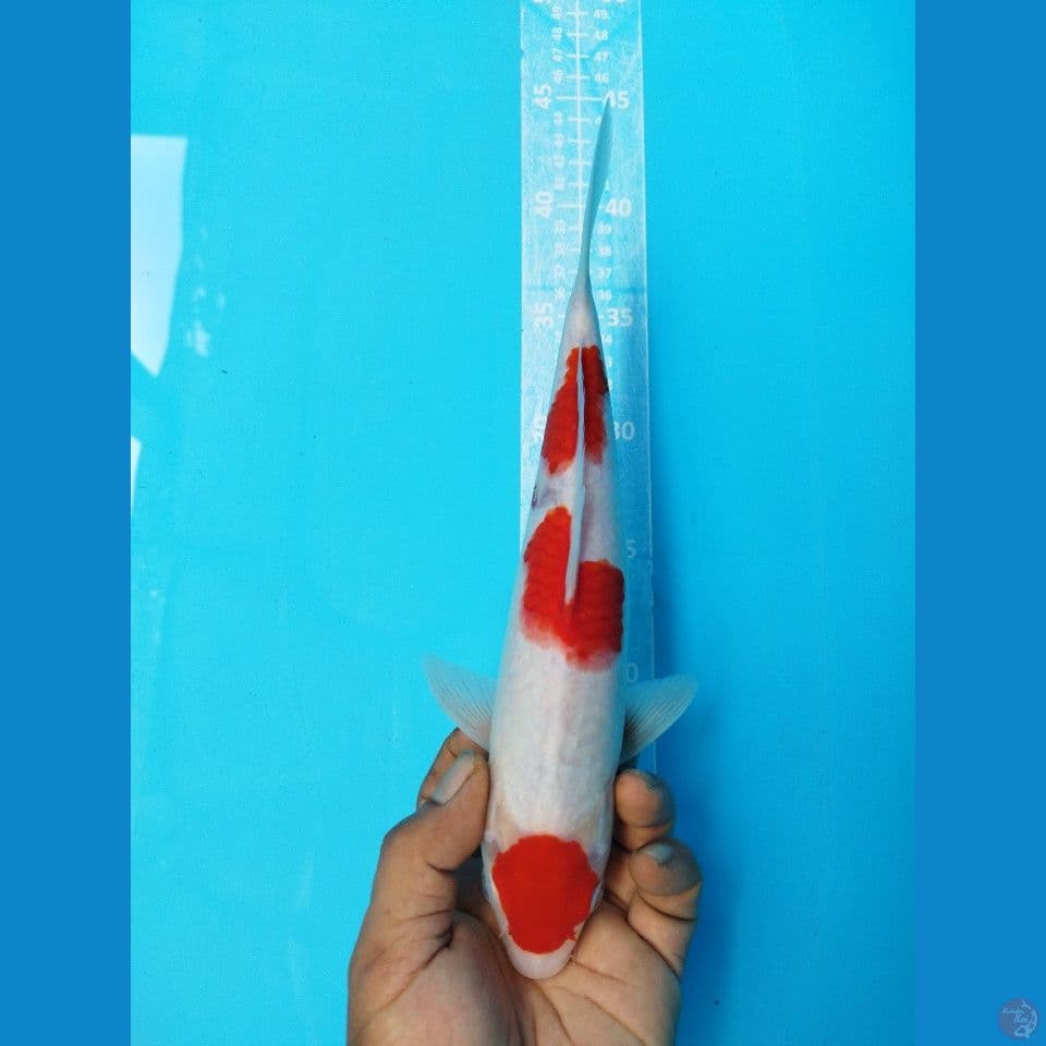 MARUTEN KOHAKU M28CM