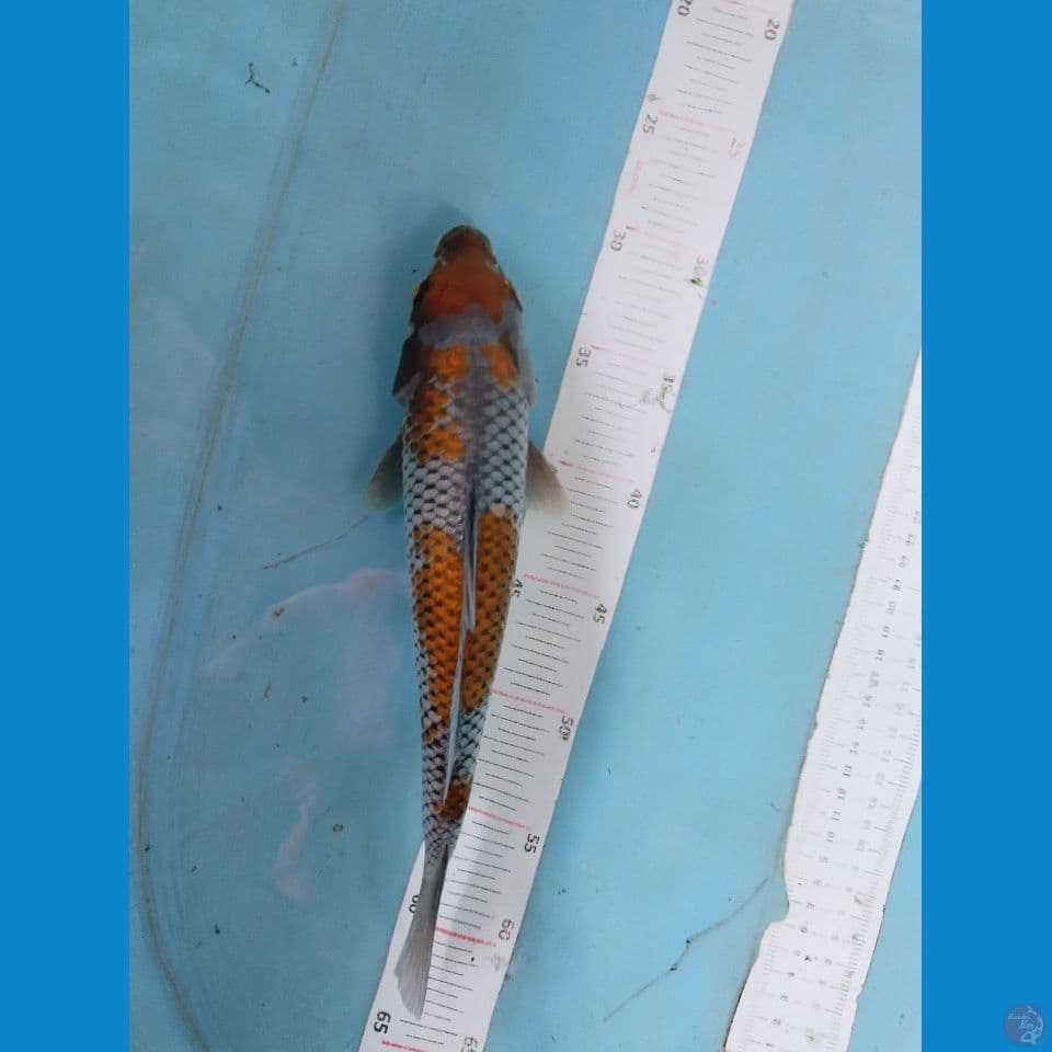 ochiba 30cm
