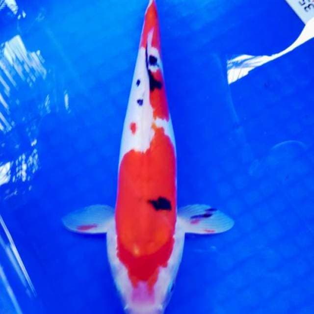 Doitsu sanke, 30 bu