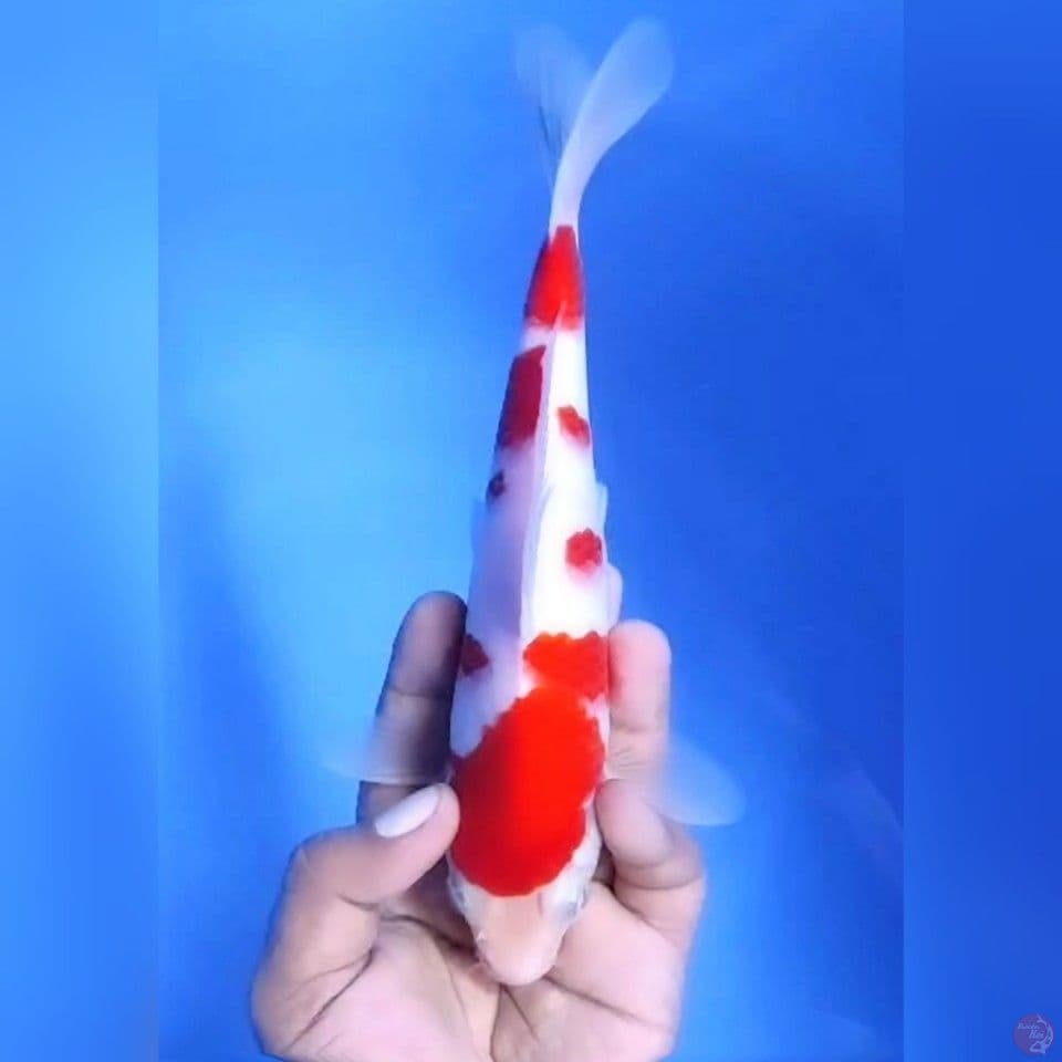 KOHAKU ISTIMEWA # 23CM - M