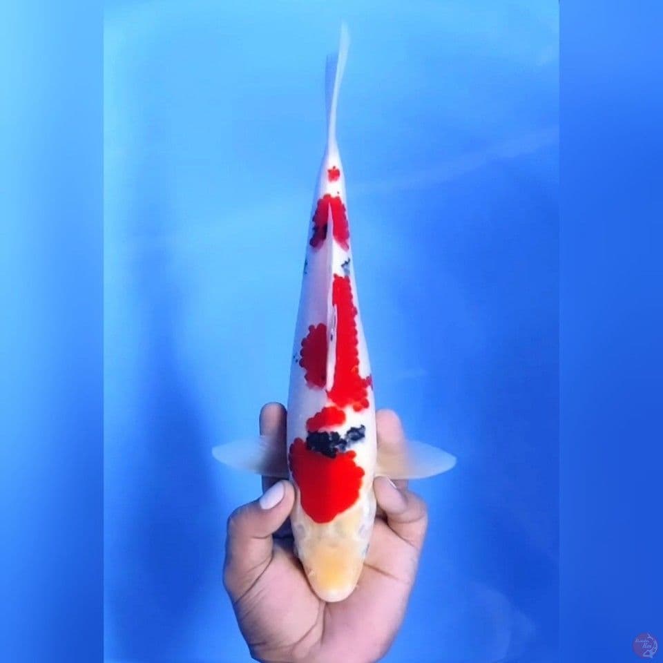 SANKE HALUS# 32CM - M