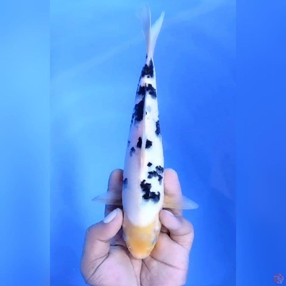 BEKKO # 24CM - M