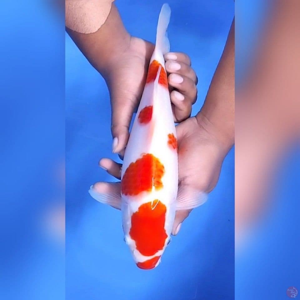 KOHAKU MANTAP # 32CM - F