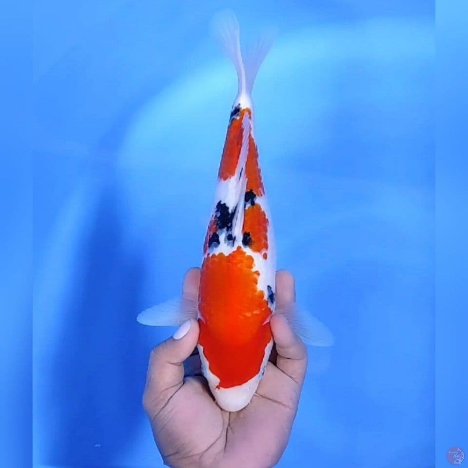 SANKE # 30CM - F