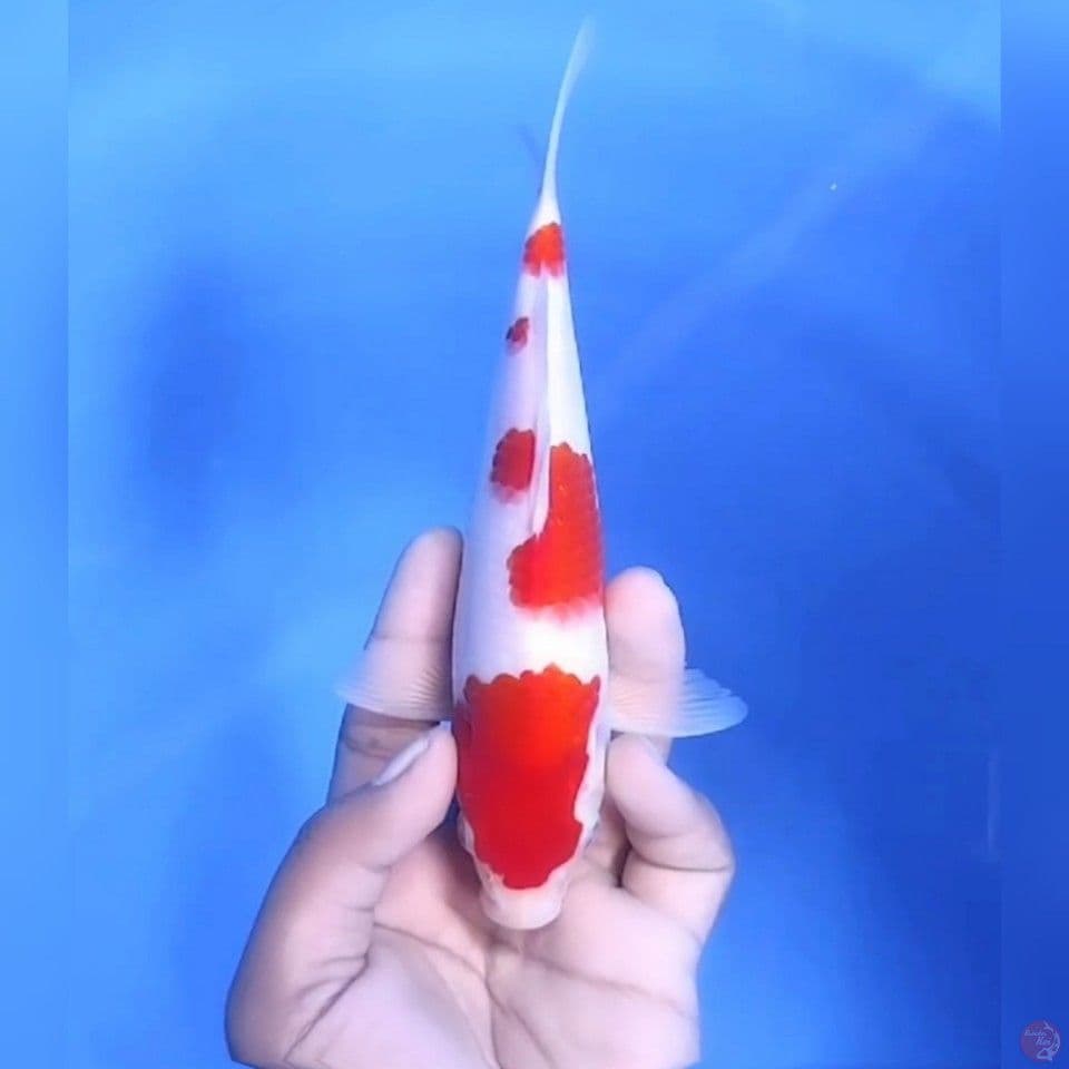 KOHAKU # 21CM - M