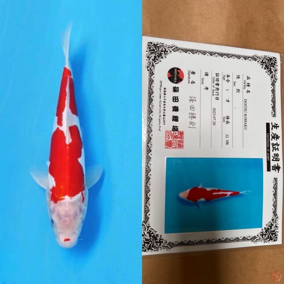 shinoda doitsu kohaku 27cm