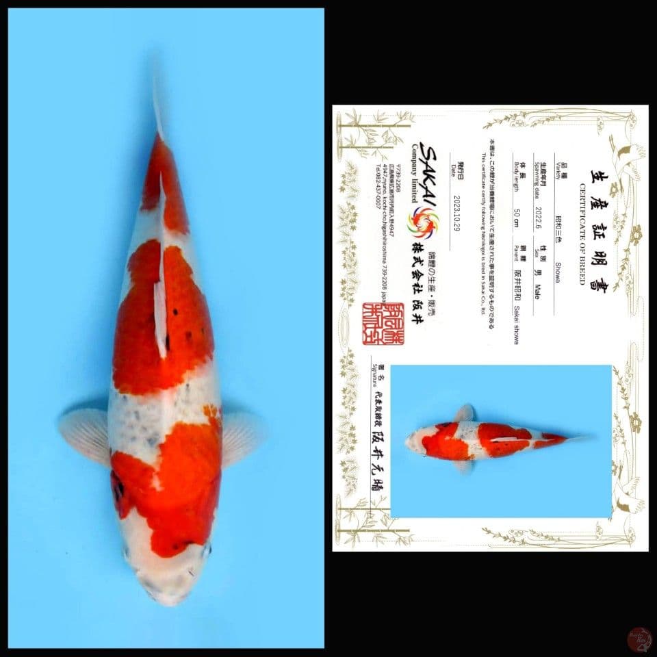 SHOWA SAKAI, 50CM