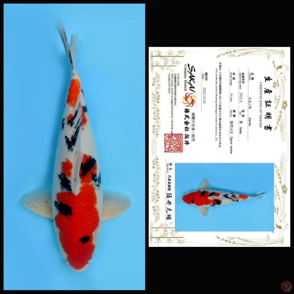 SANKE SAKAI, 44CM