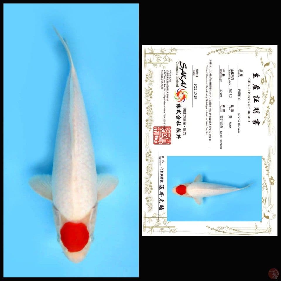 TANCHO KOHAKU, 32CM