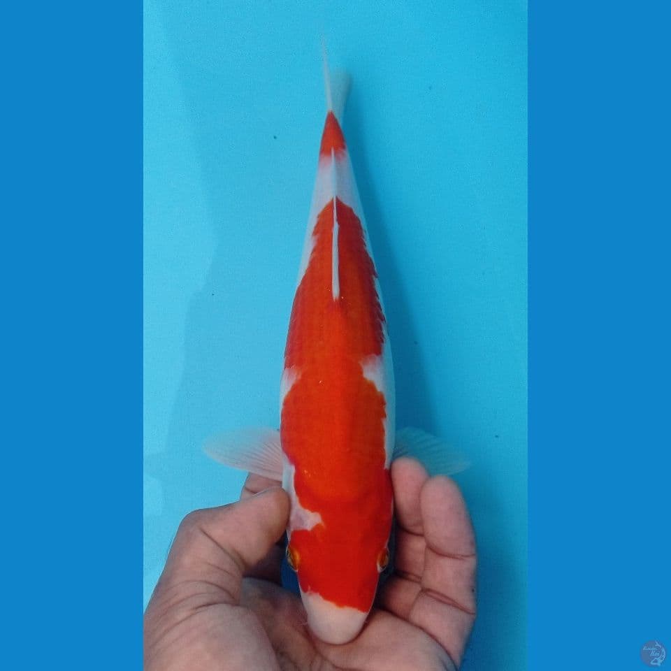 KOHAKU 28CM