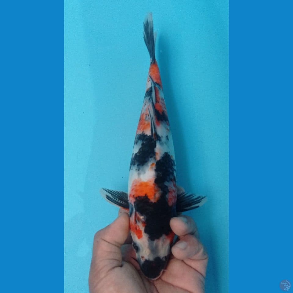 KANOKO 30CM