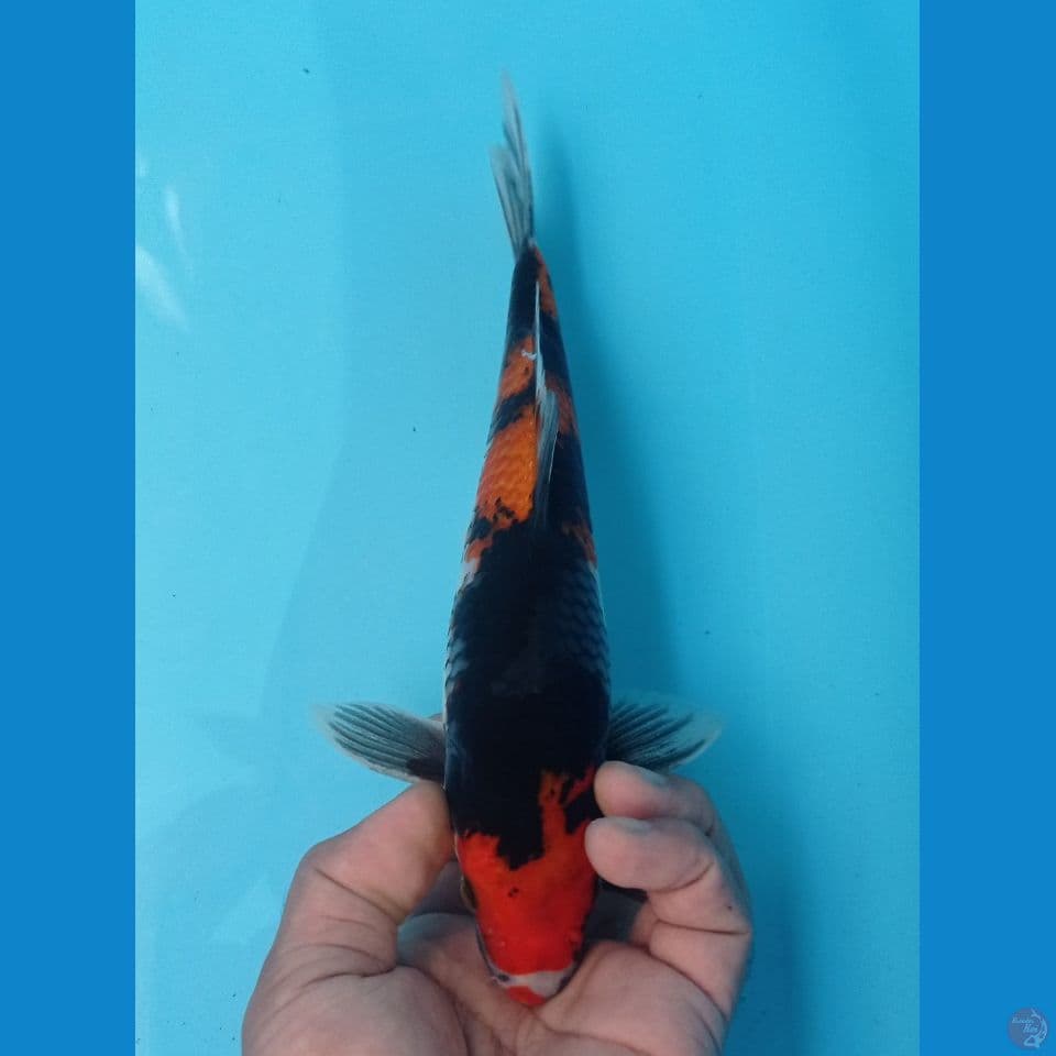 SHOWA 28CM