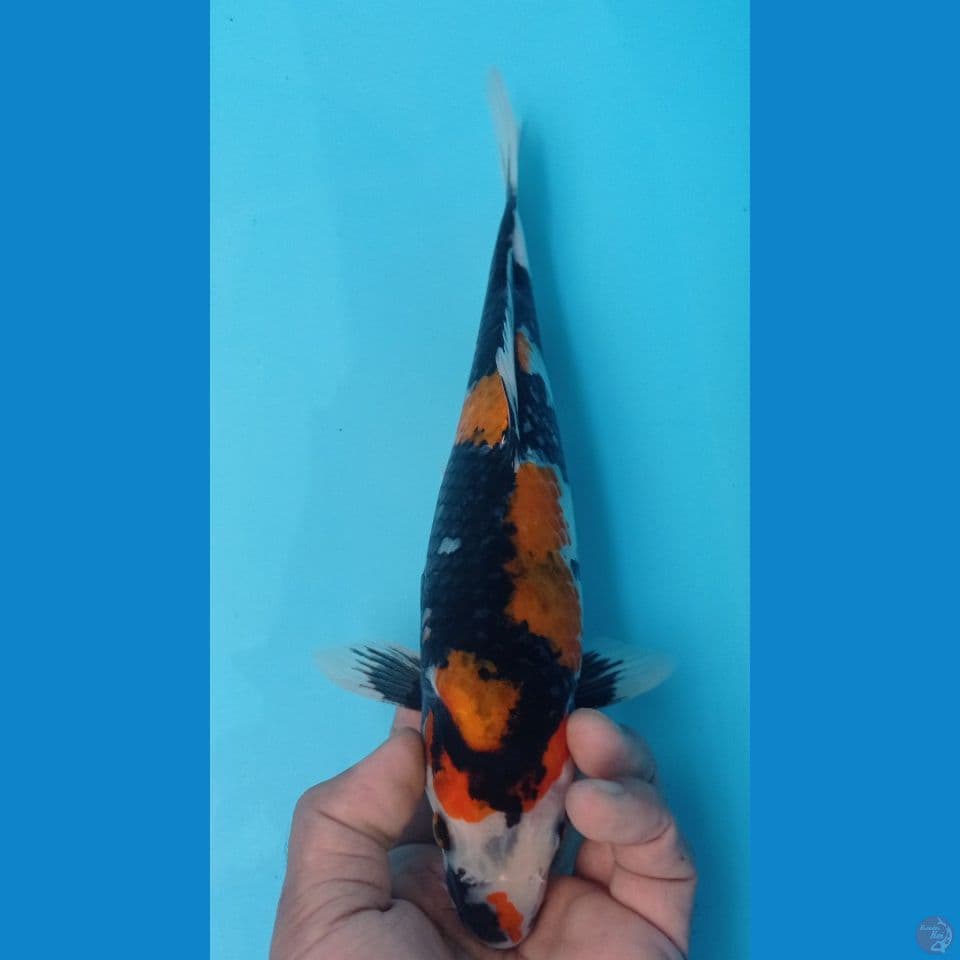 SHOWA 30CM