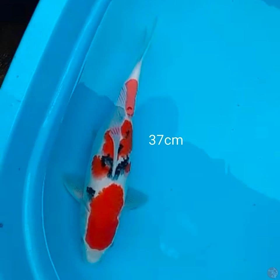 sq sanke 37cm