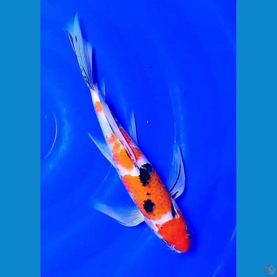32 cm kumpay
