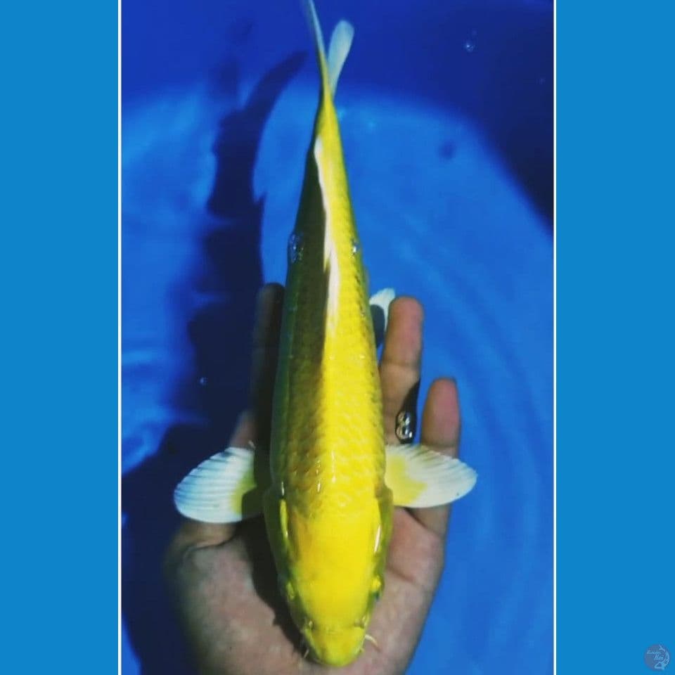 28 cm ogon