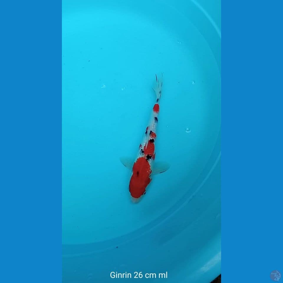 Koi Ginrin Sanke
