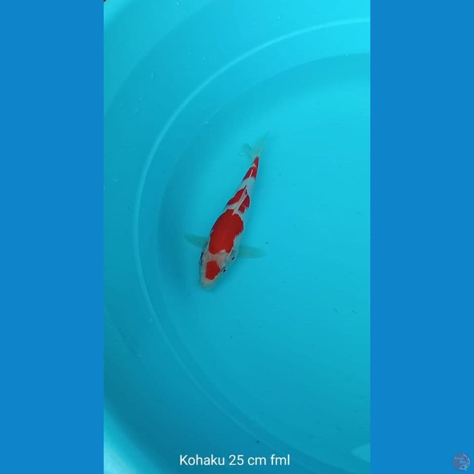 Koi Kohaku